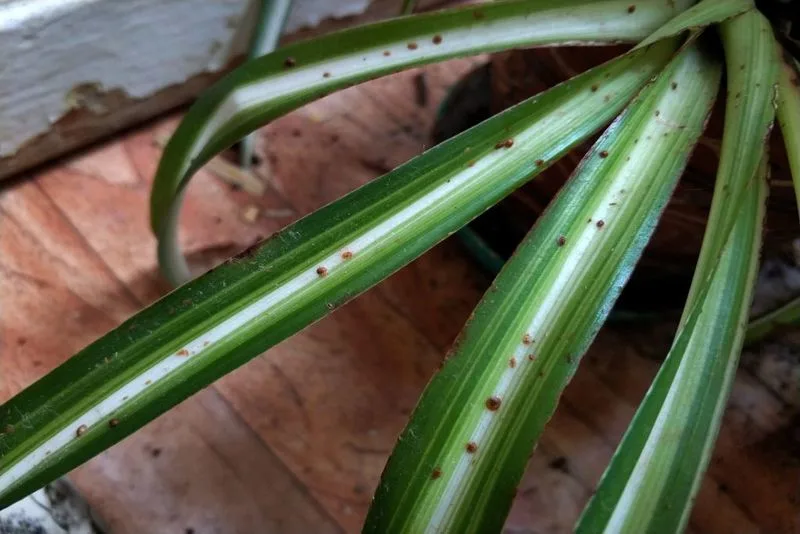 Spider Plant