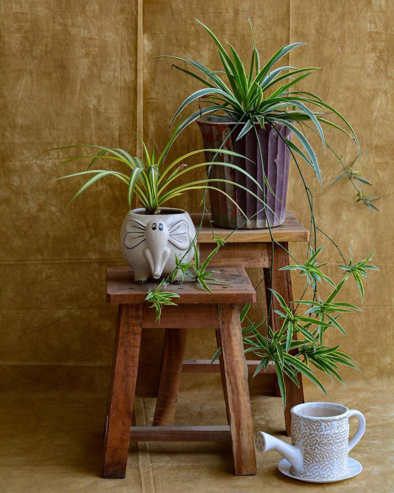 Spider Plant