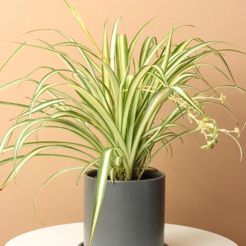 Spider Plant