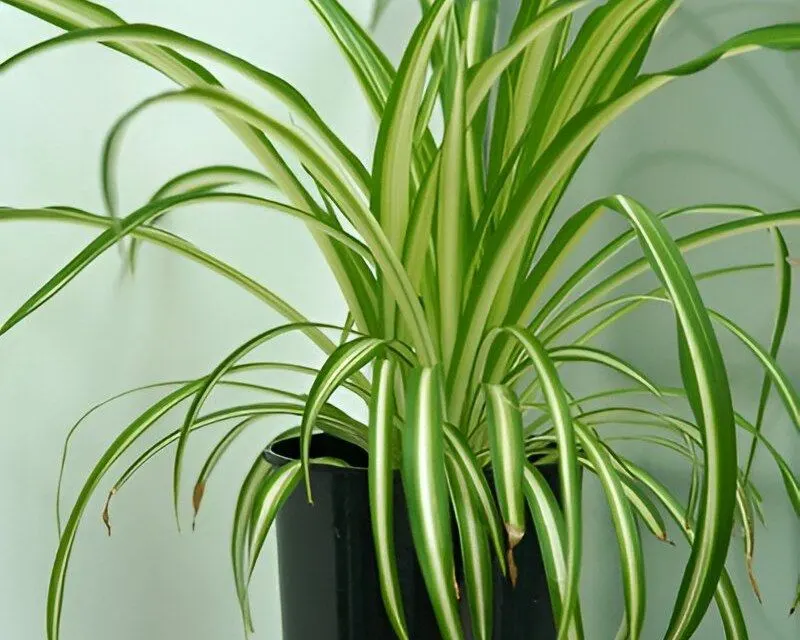 Spider Plant