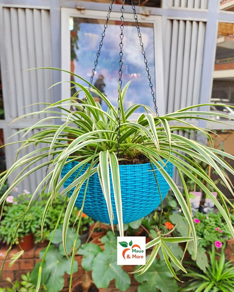 Spider Plant