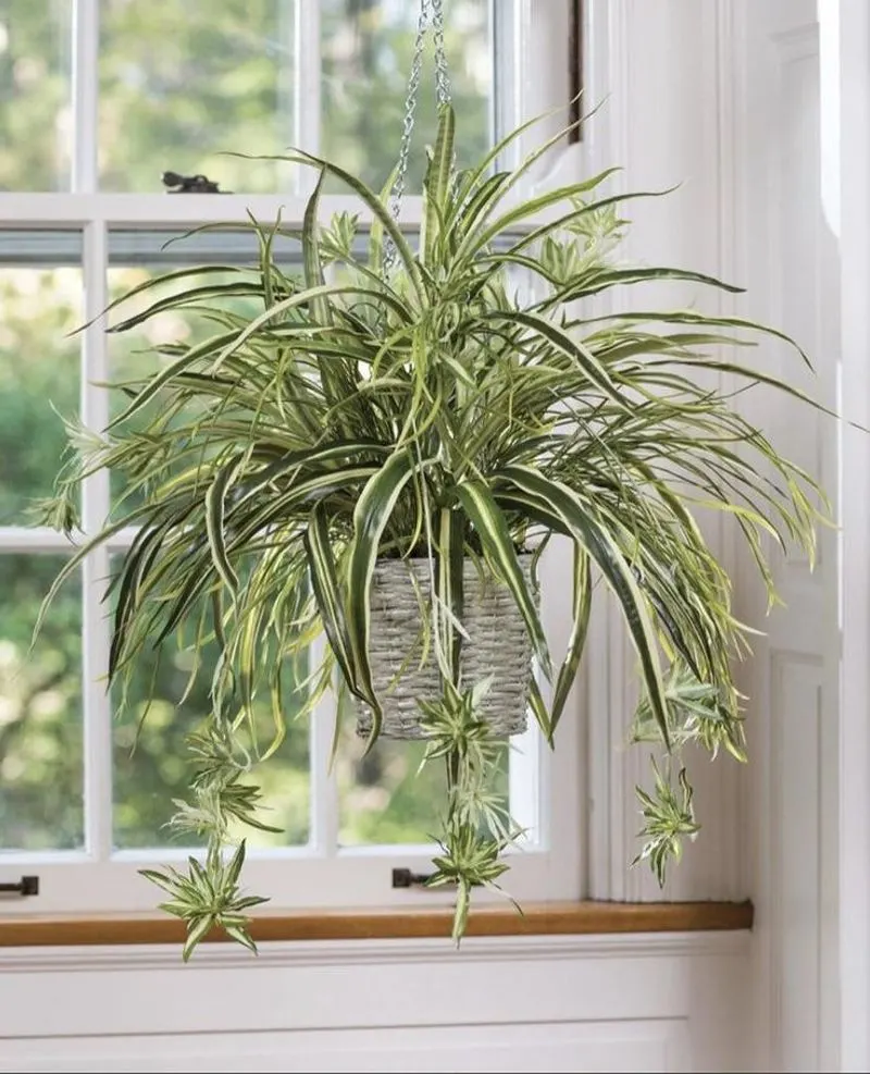 Spider Plant