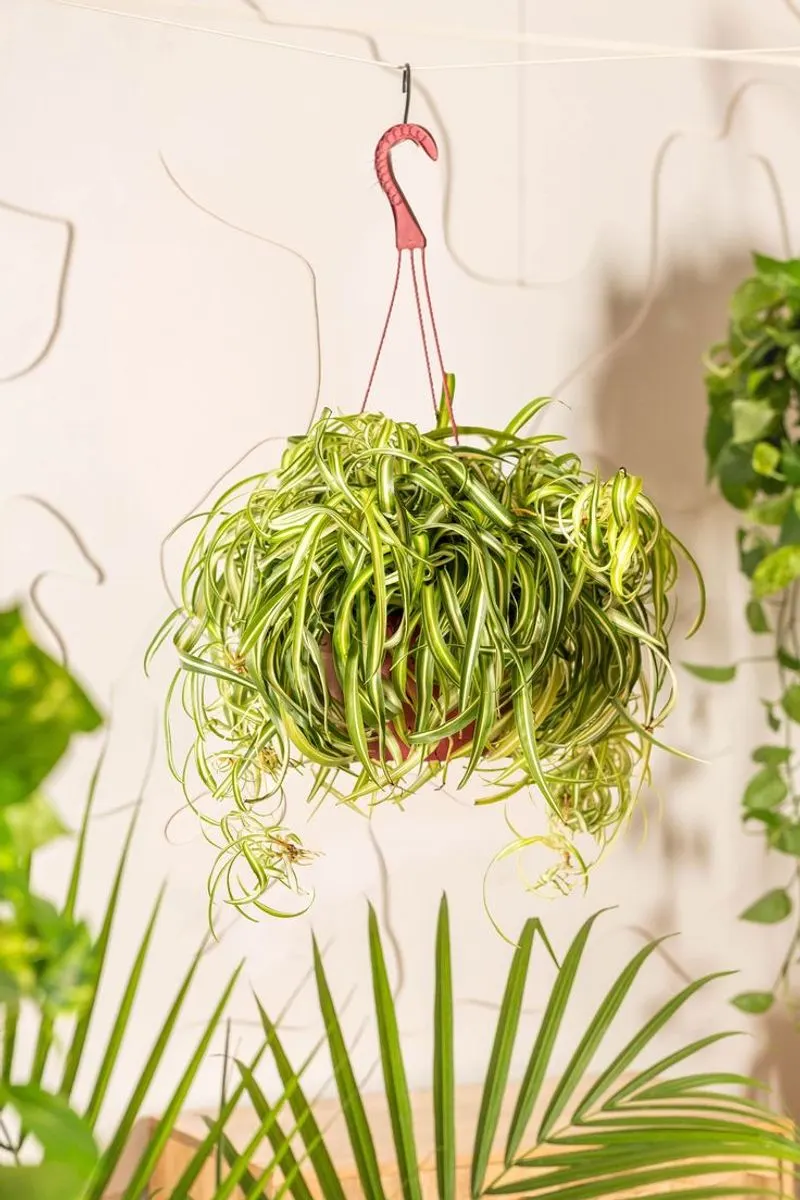 Spider Plant