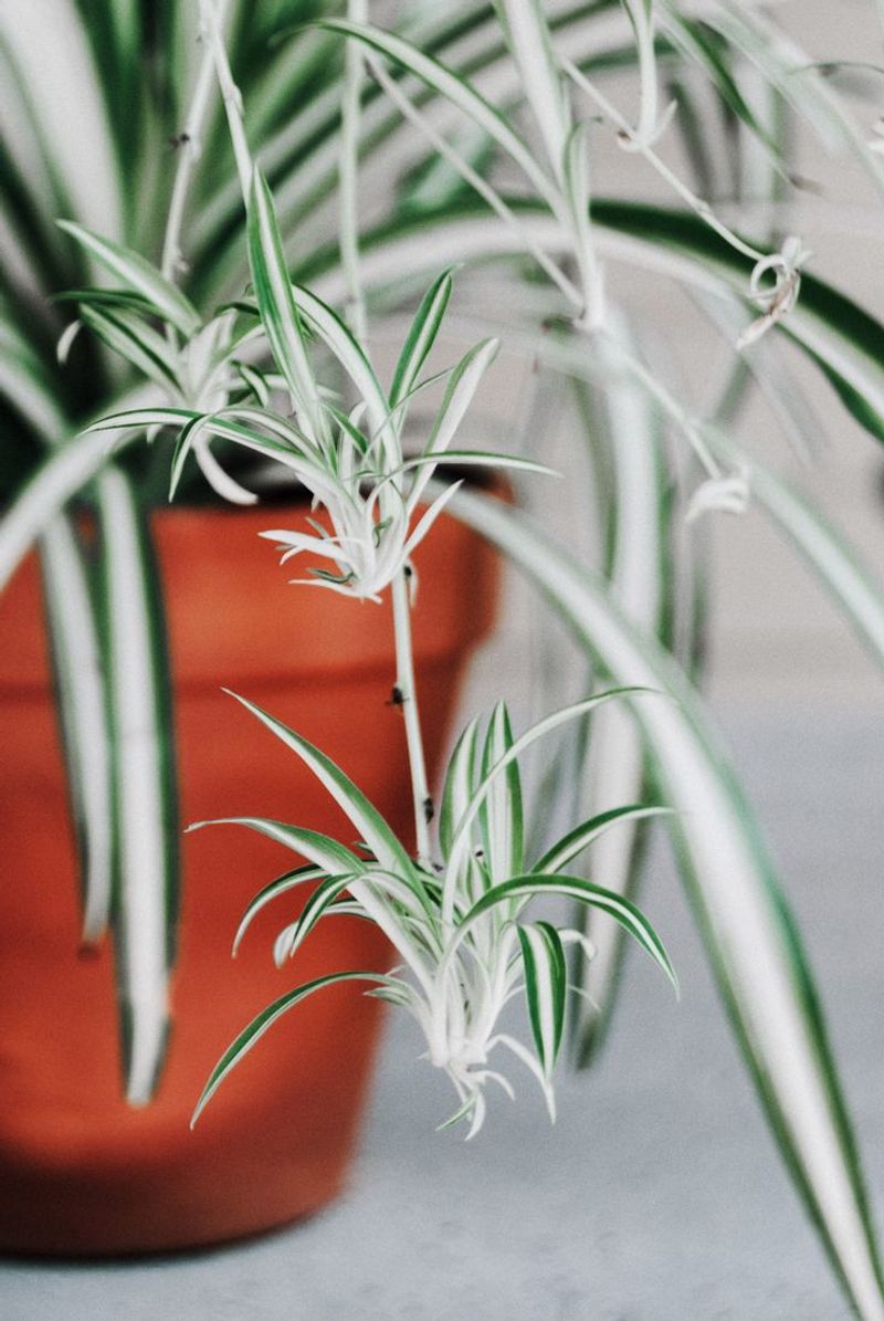 Spider Plant