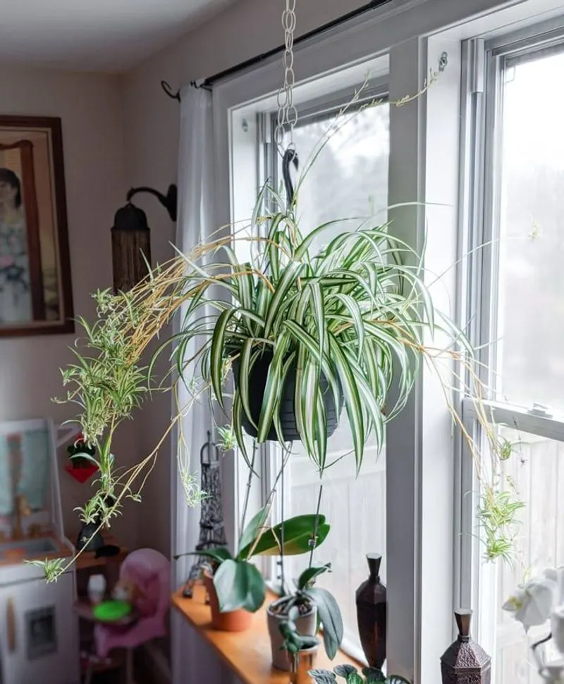 Spider Plant