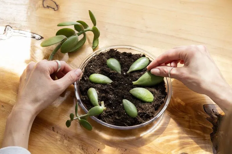 Succulent Leaf Propagation