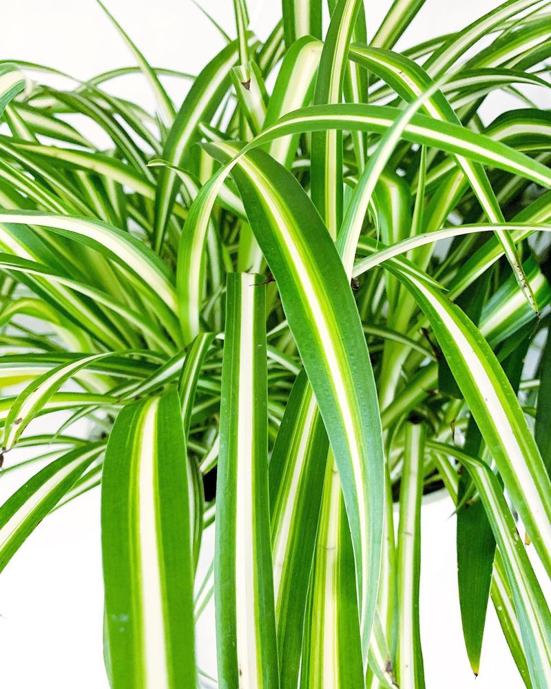 Spider Plant (Chlorophytum comosum)