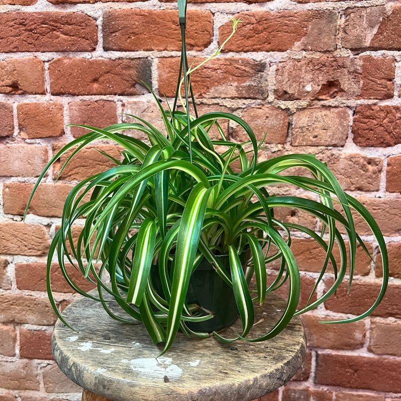 Spider Plant (Chlorophytum comosum)
