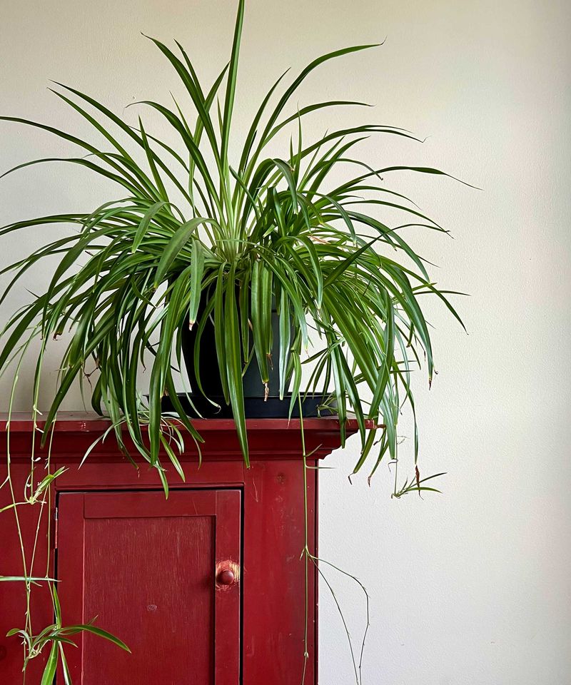 Spider Plant (Garden Struggle)