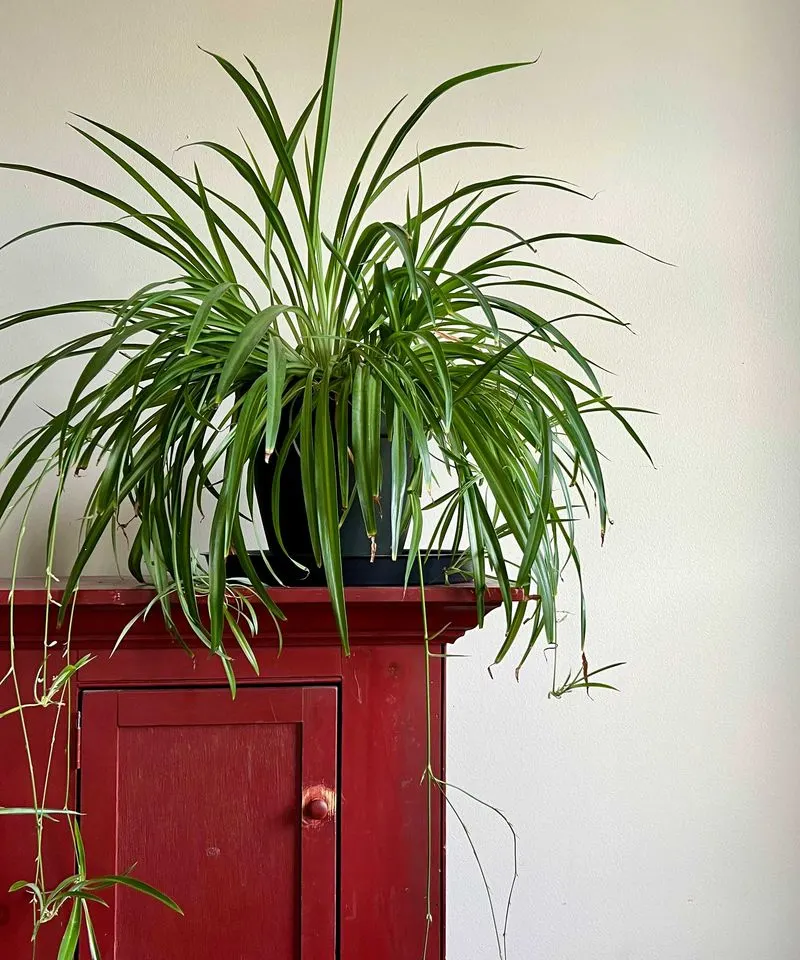 Spider Plant (Garden Struggle)