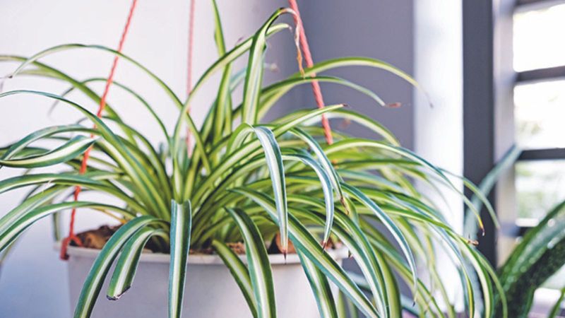 Spider Plant Sprawl