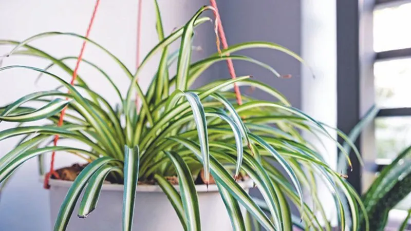 Spider Plant Sprawl