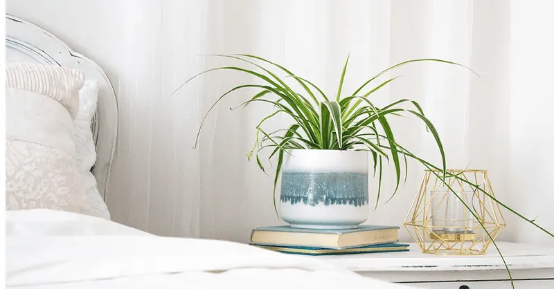 Spider Plant