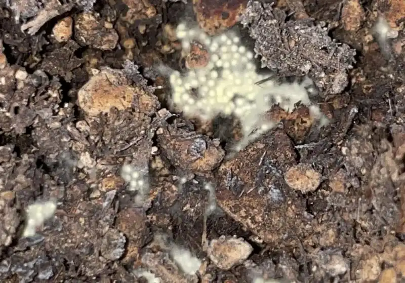 Spiders