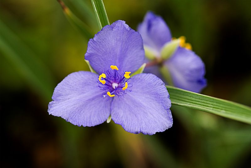 Spiderwort