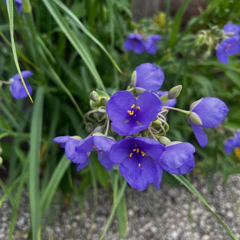 Spiderwort