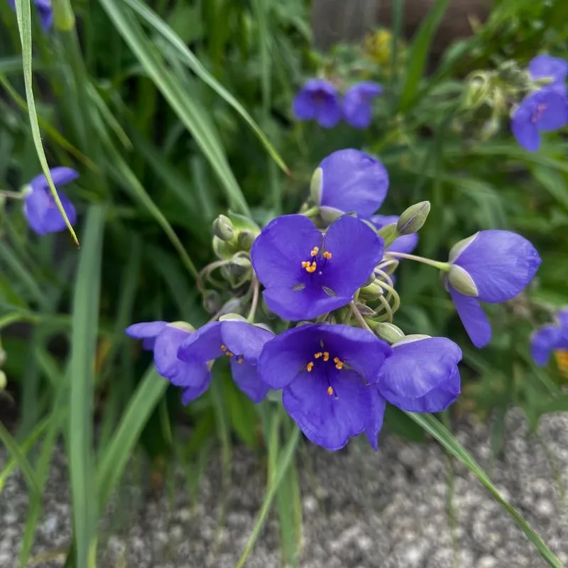 Spiderwort