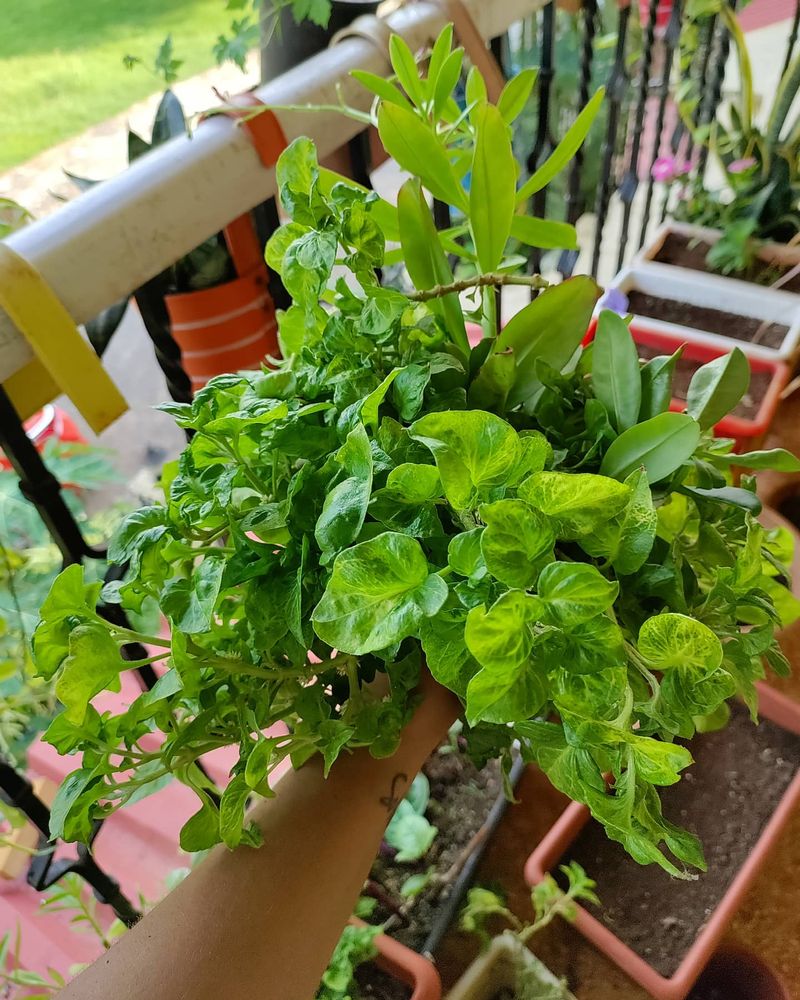 Spinach