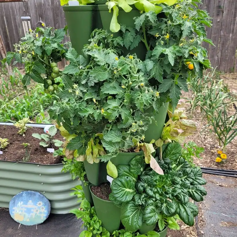 Spinach