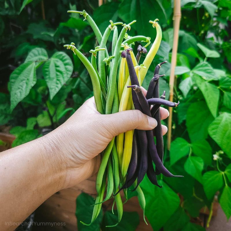Beans