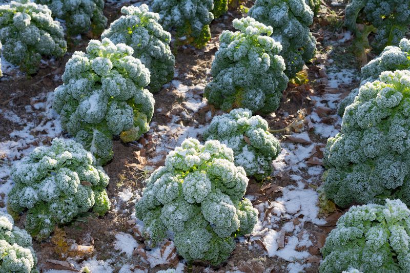 Cabbage