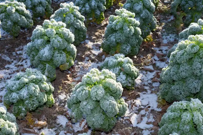 Cabbage