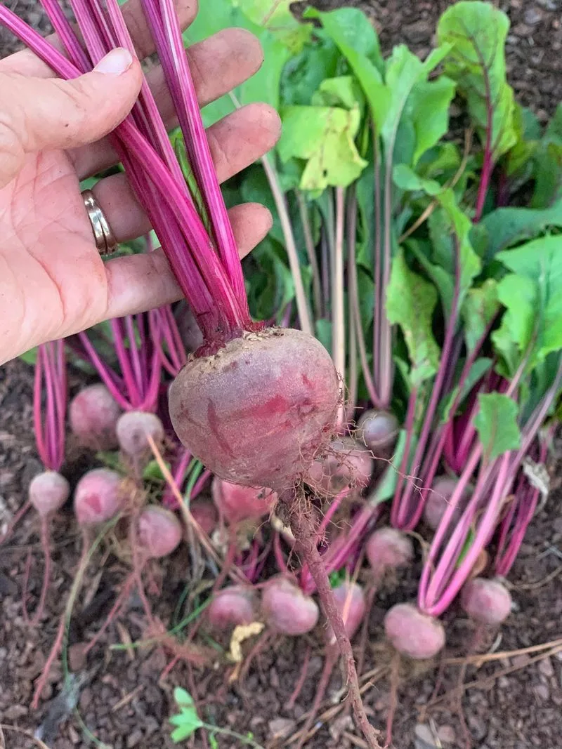 Beets