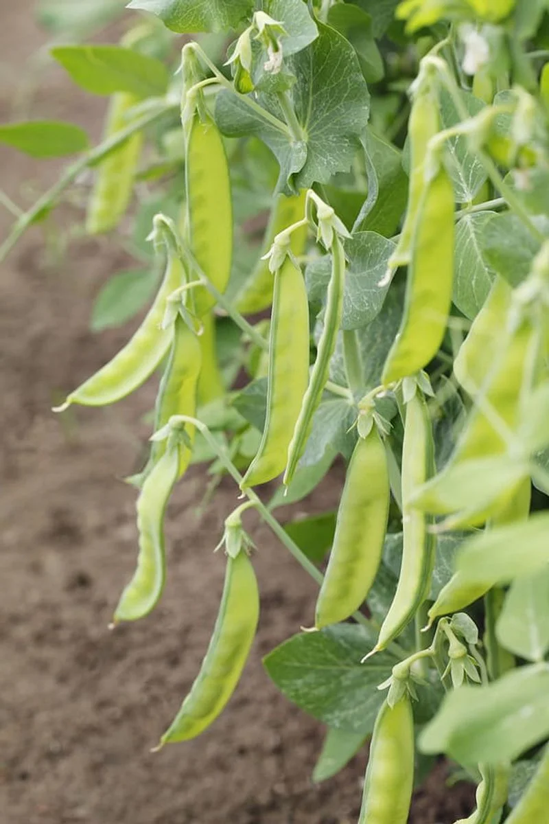 Peas