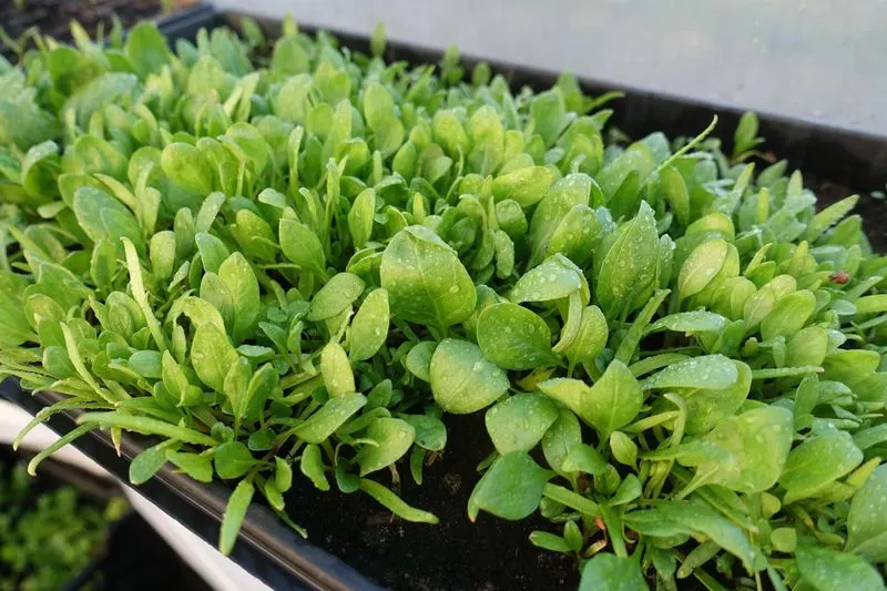 Spinach