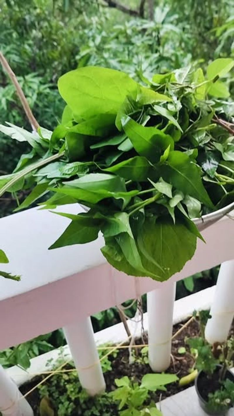 Spinach