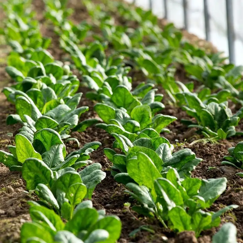 Spinach