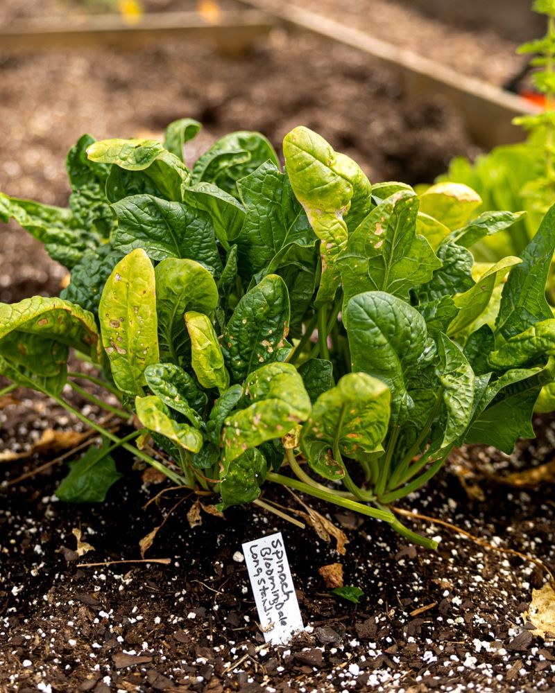Spinach