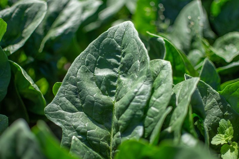 Spinach