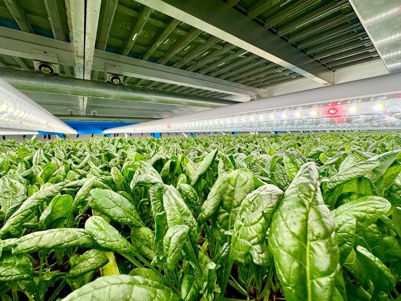 Spinach