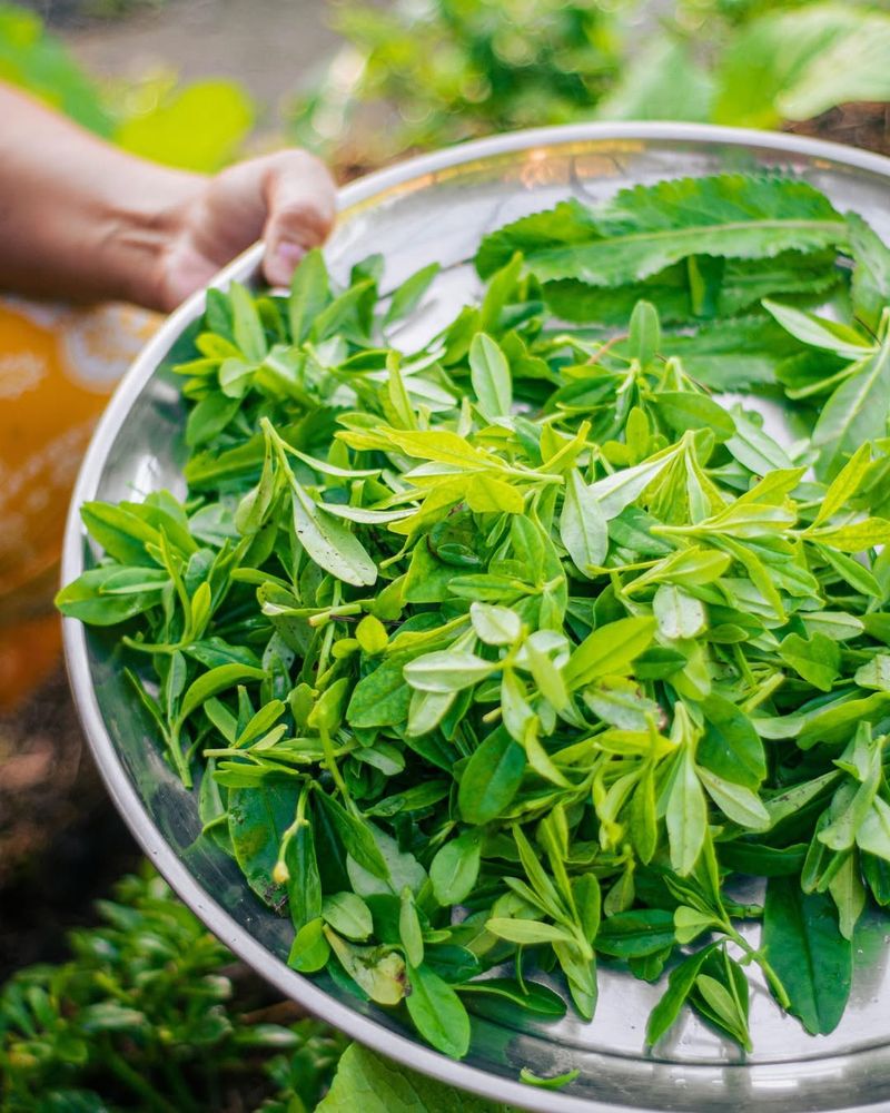 Spinach
