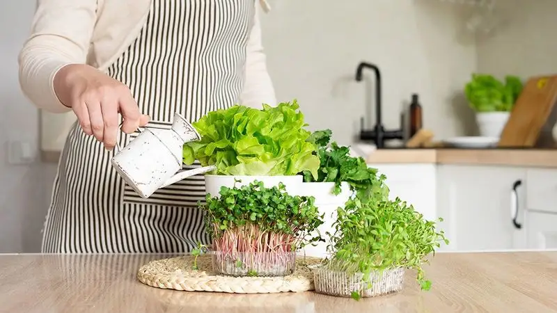 Spinach