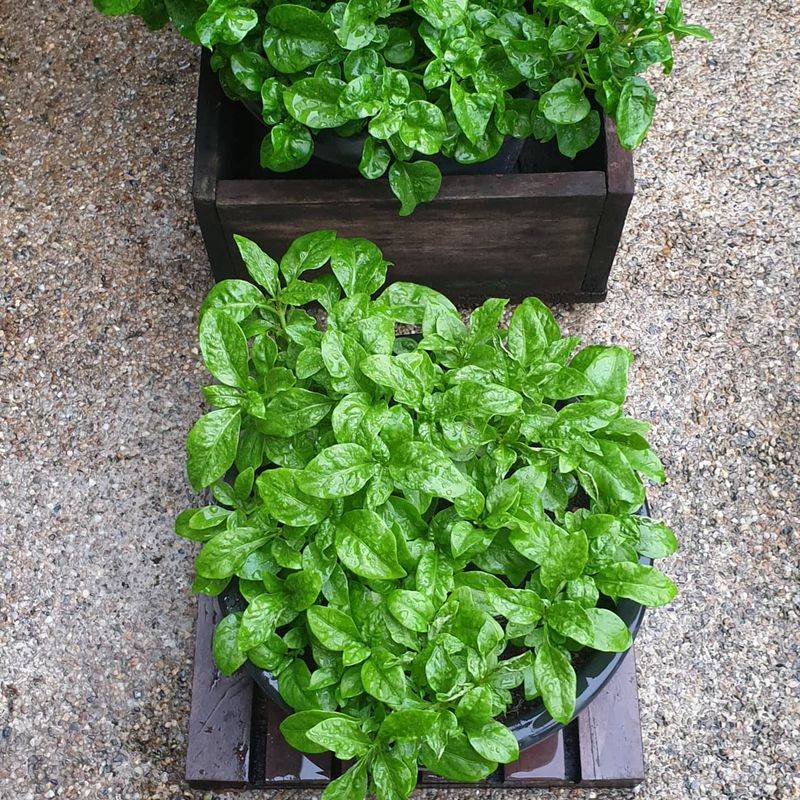Spinach