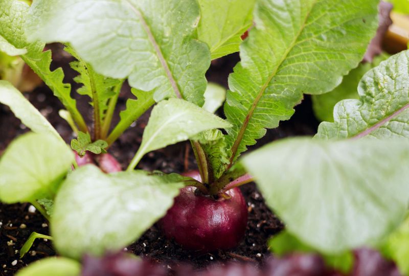 Spinach and Radishes