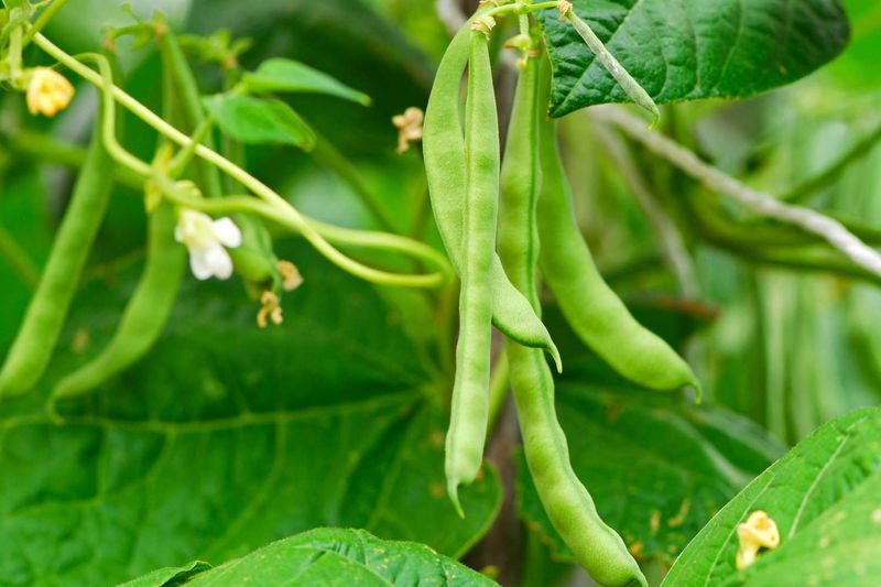 Green Beans