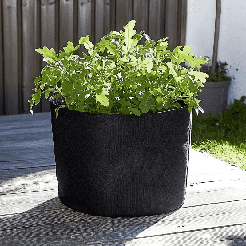 Arugula