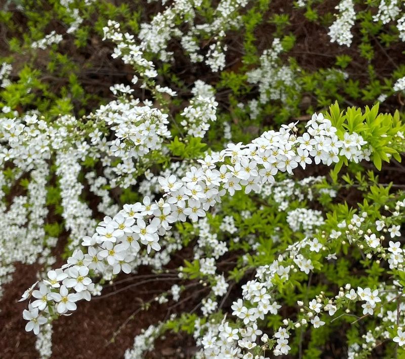 Spirea (Spiraea spp.)