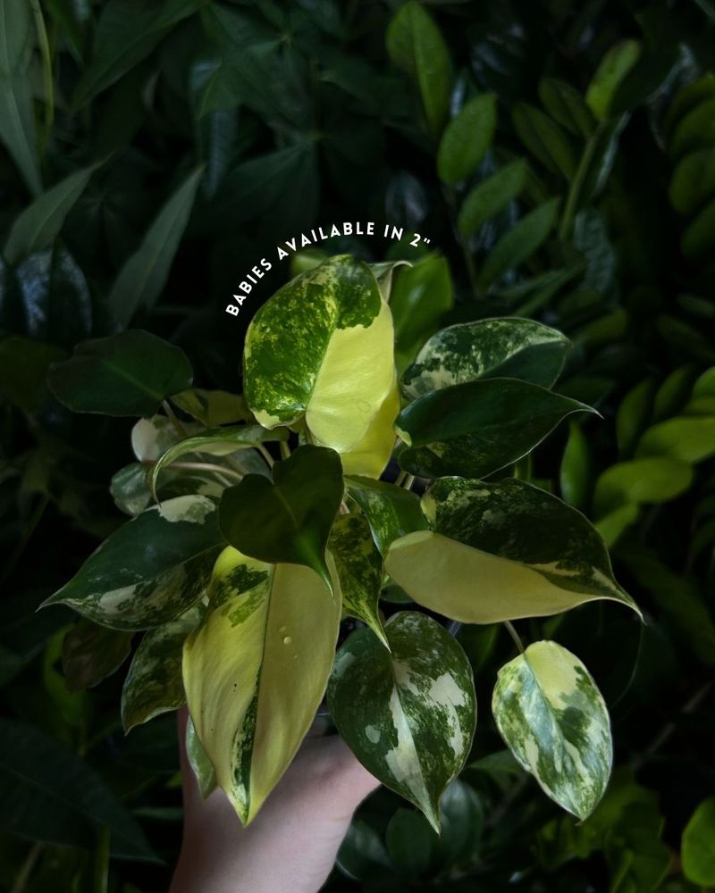 Spotted Leaves