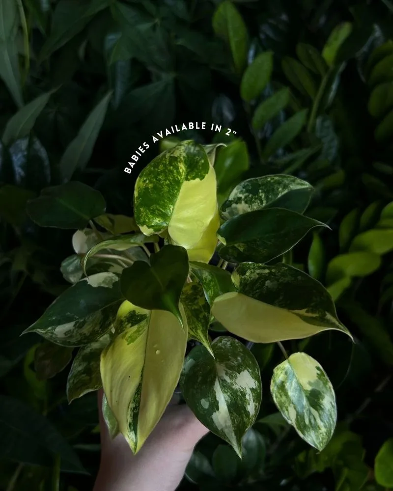 Spotted Leaves