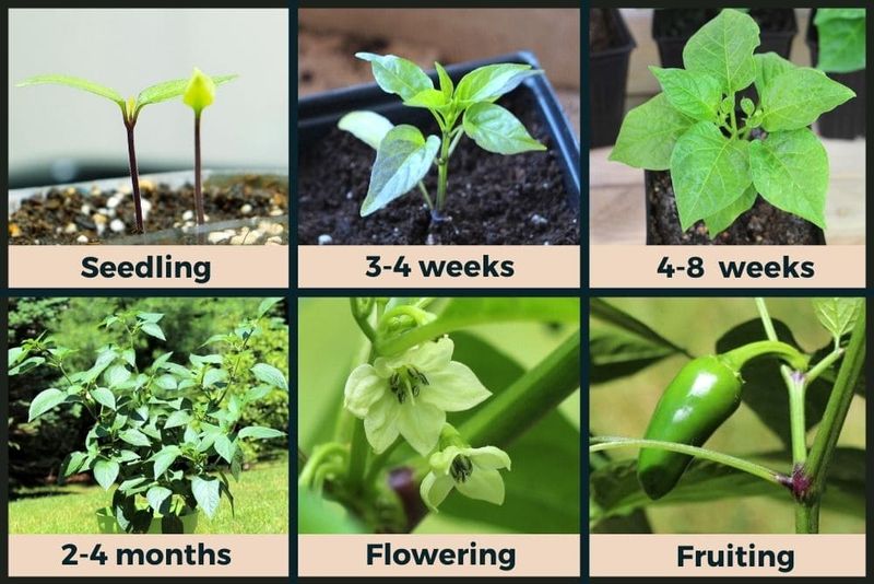Adjusting Fertilization for Different Stages