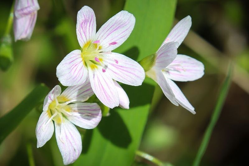 Spring Beauty
