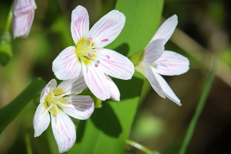 Spring Beauty