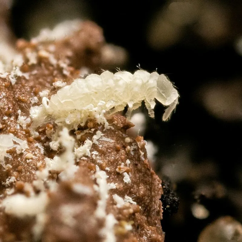 Springtails