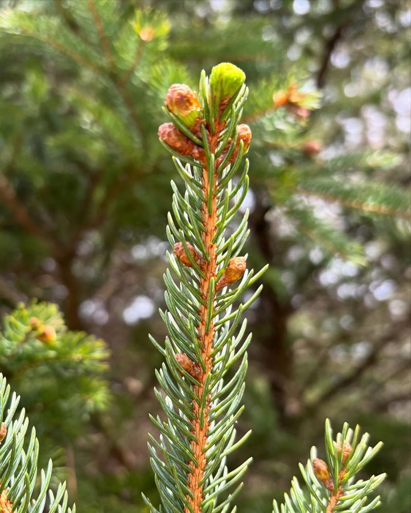 Spruce