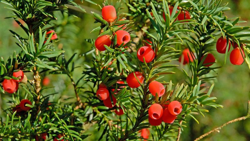 Yew