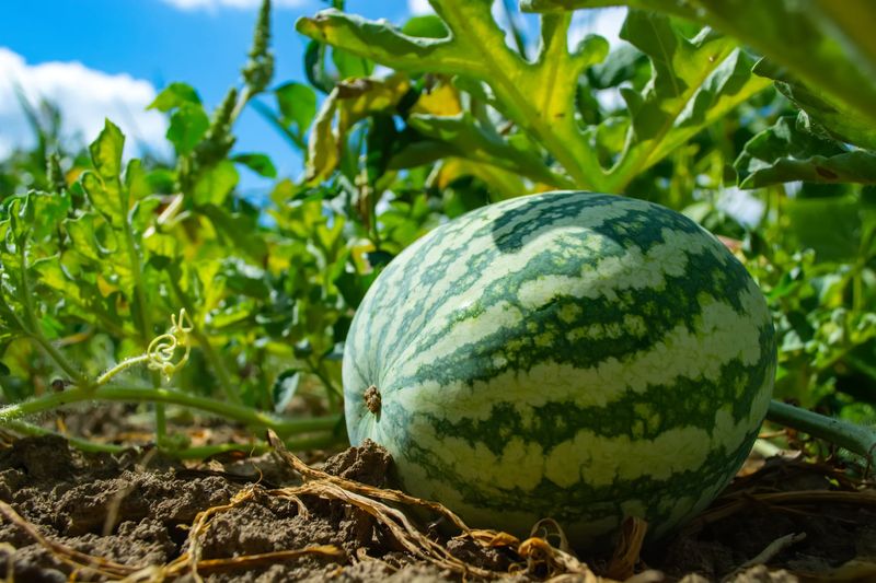 Watermelon